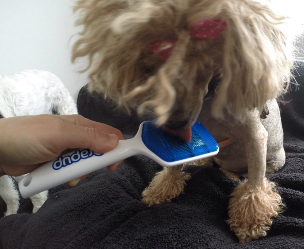 dog toothbrush orapup